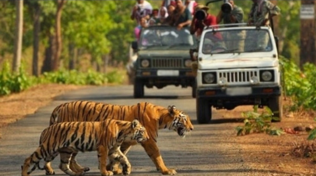 कॉर्बेट में खामोश होंगे मोबाइल: सुप्रीम कोर्ट की चाबुक के बाद अब सिर्फ जंगल बोलेगा, जंगल के सन्नाटे में खलल डालने वालों पर गिरेगी गाज